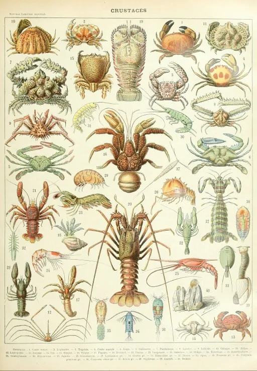 Illustration aus dem Larousse : Krebstiere