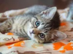 Kitten