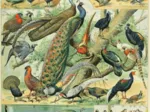 Abbildung aus dem Nouveau Larousse Illustré: Vögel, 19. Jahrhundert