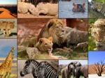 Collage - Wildlife
