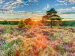 Heide im Sonnenuntergang